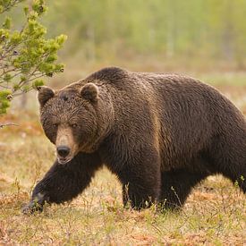 Brown bear of Finland by Ron van Elst