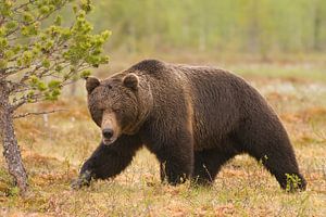 Finnischer Braunbär von Ron van Elst