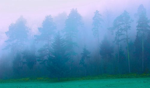Een bos in de mist in de avond