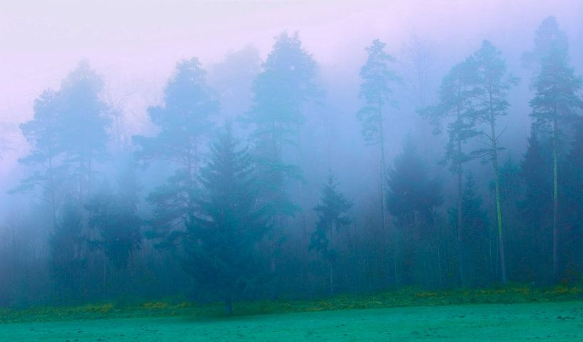 A forest in the fog in the evening by art559