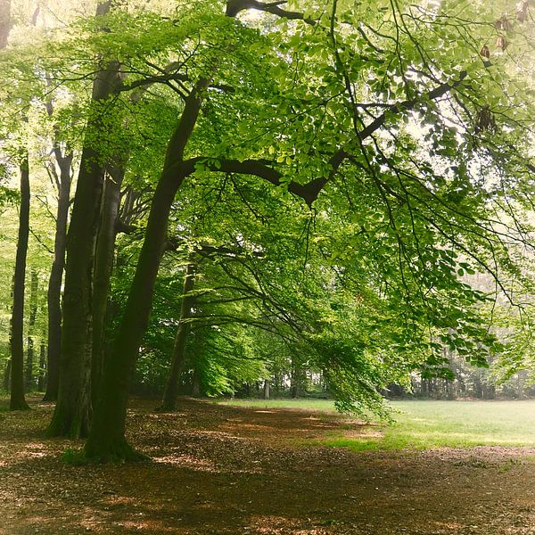 Edge of a forrest by Anja Jooren