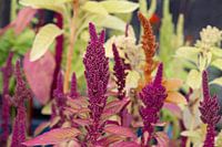 Botanical wildflowers green, purple and orange