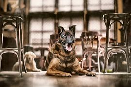 Photo intrigante d'un berger malinois dans un bar animé sur Elianne van Turennout