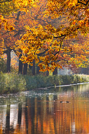 Golden Autumn by the Water – Eerbeek by Saranda in t Veld Fotografie