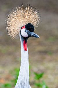 Der Europäische Kranich, Grus grus