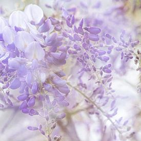 Wisteria by Elles Rijsdijk
