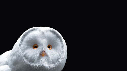 De witte uil ( Foto 2/3)