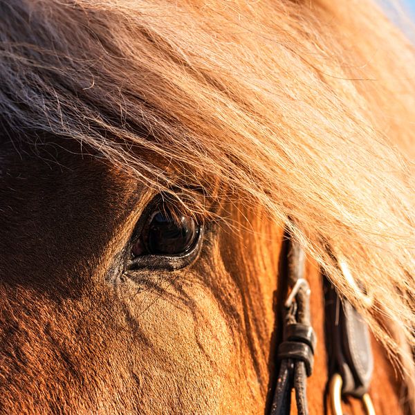 Close-up oog paard van Dieter Walther