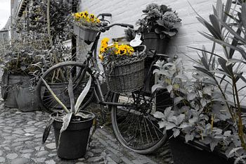 Bicycle with yellow violins