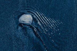 Noordwijk beach. Shell with streaks of light by Yanuschka | Fotografie Noordwijk