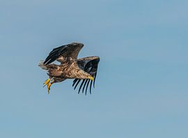 Weißkopfseeadler von Harry Punter