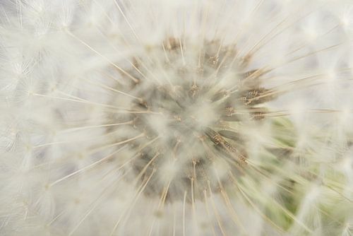 Door de witte pluisjes heen kijken