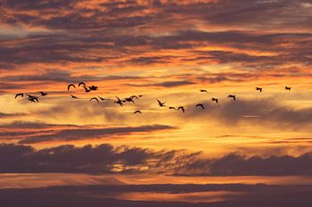 Vliegende ganzen boven het wad bij Terschelling