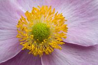 anemone heart