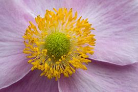 Anemonenherz von Laura Weijzig