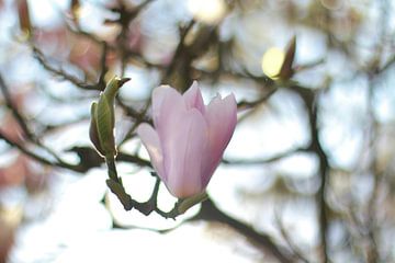 Lente Magnolia bloemen van Marianna Pobedimova