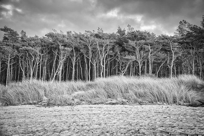 Am Strand der Ostsee in schwarz weiß von Martin Köbsch