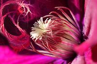 Heart of pink lightning