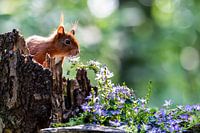 Squirrel