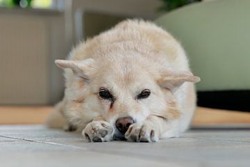 Teefje (hond) met goudblonde vacht liggend op de grond met kop tussen de poten. van Ans van Heck