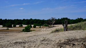 Abgestorbene Bäume auf einer Sandverwehung
