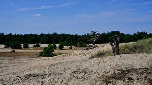 Dead trees on a sand drift