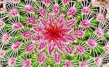 roze cactus stekels van Werner Lehmann