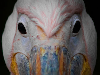 Face à face avec le pélican