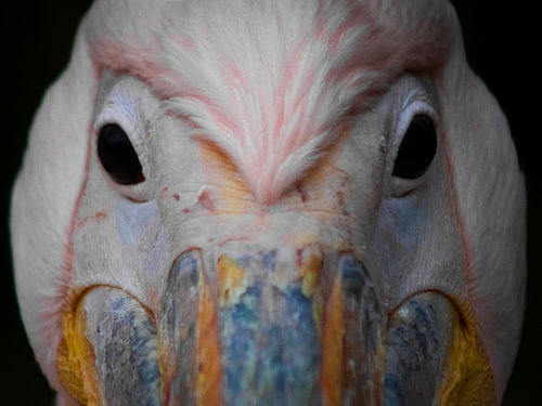 Face à face avec le pélican