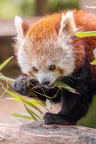 Rote Pandas fressen Bambus in freier Wildbahn