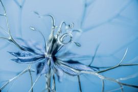 Jungfer im Grúnen, jetzt im blau