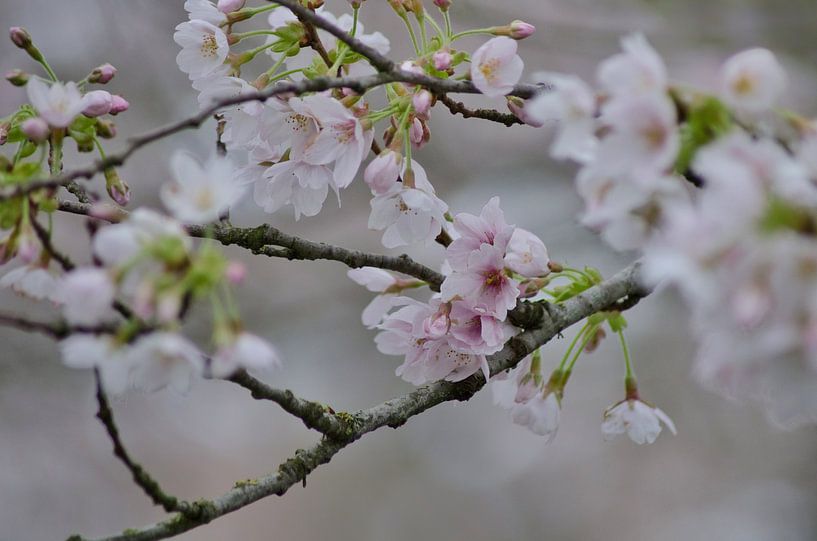 Nahaufnahme einer blühenden Kirschblüte mit sanftem Lichtschein von Joyce Derksen