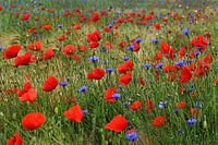 Poppies and cornflowers