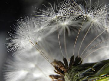 Paardenbloem van RuxiQue