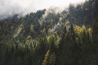Sfeervol bos in de Alpen