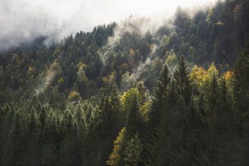 Sfeervol bos in de Alpen van Aurica Voss