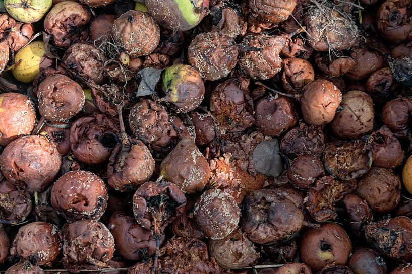 Rotting fall apples by Richard Wareham
