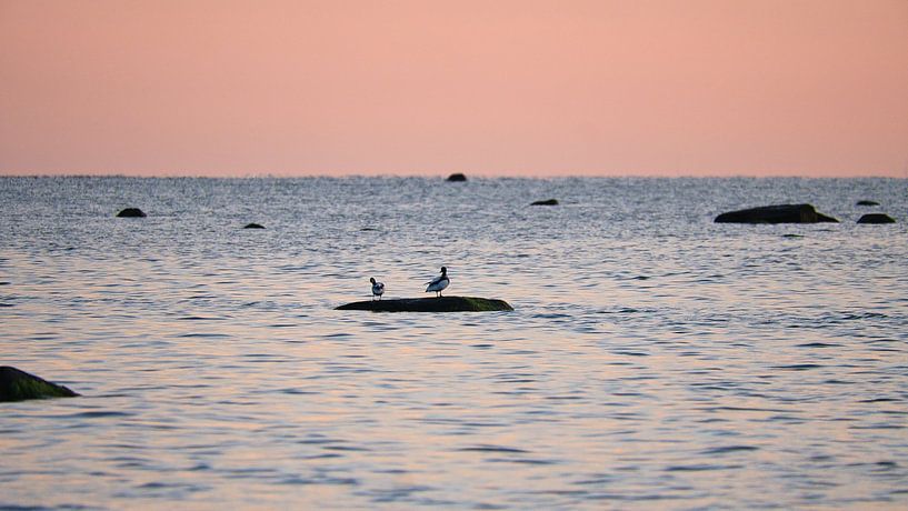 Seagulls at sunset at low tide on the Baltic Sea by Martin Köbsch