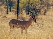 Impala antelope in Etosha National Park in Namibia, Africa by Patrick Groß thumbnail