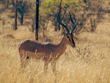Impala-antilopen in het Etosha National Park in Namibië, Afrika van Patrick Groß