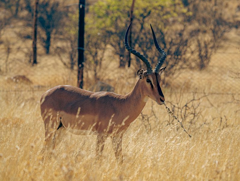 Impala antelope in Etosha National Park in Namibia, Africa by Patrick Groß