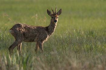Rehbock im hohen grünen Gras
