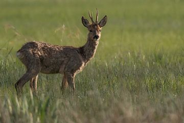 Rehbock im hohen grünen Gras von Bouke Willems