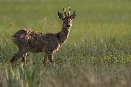 chevreuil mâle dans les hautes herbes vertes sur Bouke Willems