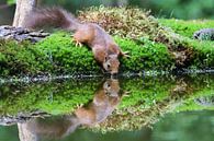 Drinkende eekhoorn met reflectie van T de Smit thumbnail
