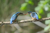 Transfert de poissons entre deux martins-pêcheurs