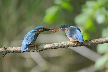 Visoverdracht tussen twee ijsvogels van Wim van der Meule