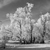 Winterlandschap in zwart/wit van t.ART