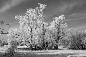 Winterlandschaft in Schwarz/Weiß