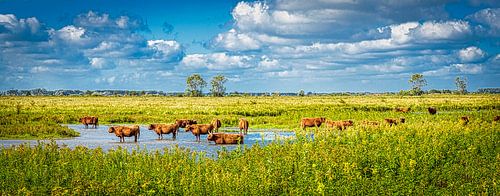 Schotse Hooglanders zoeken verkoeling, Tiengemeten